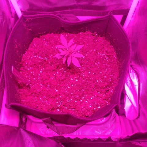 Trimmy growlog timeline photo