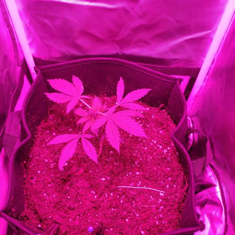 Trimmy growlog photo: First pic after topping!