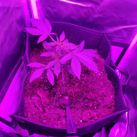 Trimmy growlog timeline photo