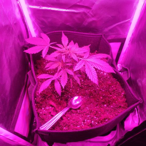 Trimmy growlog timeline photo