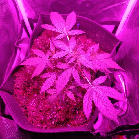 Trimmy growlog timeline photo