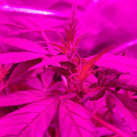 Trimmy growlog timeline photo
