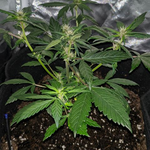 Trimmy growlog timeline photo