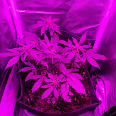 Trimmy growlog timeline photo