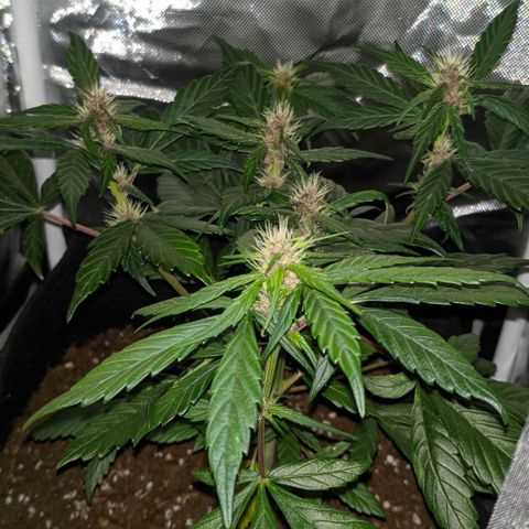 Trimmy growlog timeline photo
