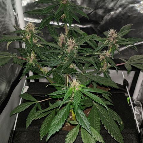 Trimmy growlog timeline photo