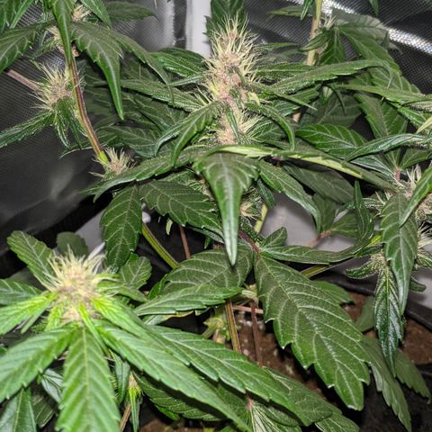 Trimmy growlog timeline photo