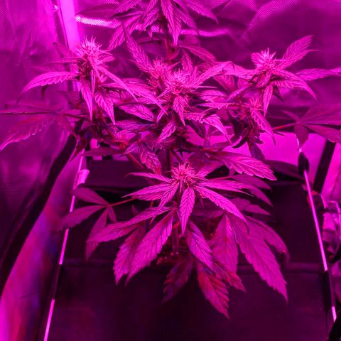 Trimmy growlog timeline photo