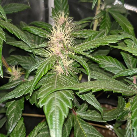 Trimmy growlog timeline photo