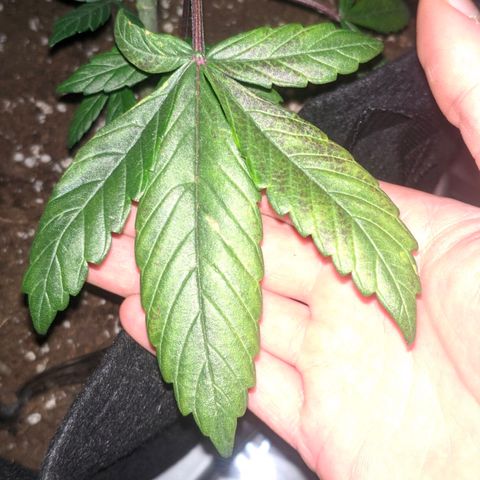 Trimmy growlog timeline photo