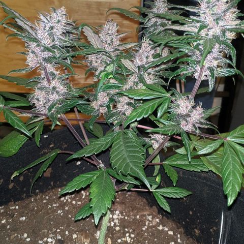 Trimmy growlog timeline photo