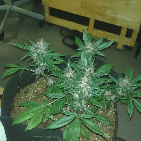 Trimmy growlog timeline photo