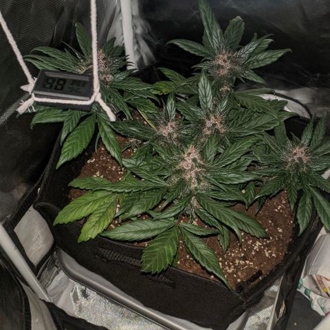 Trimmy growlog timeline photo