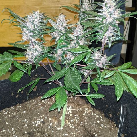 Trimmy growlog timeline photo