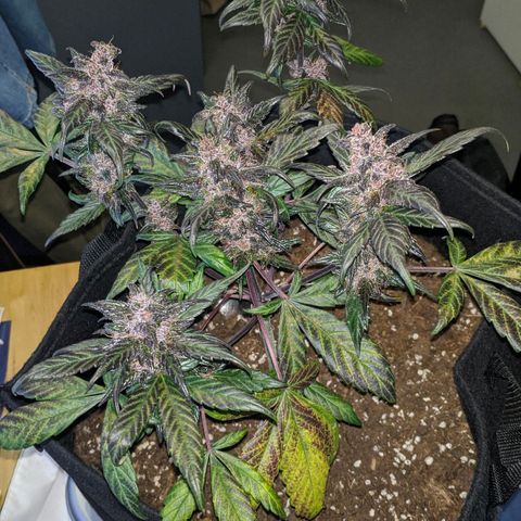 Trimmy growlog timeline photo