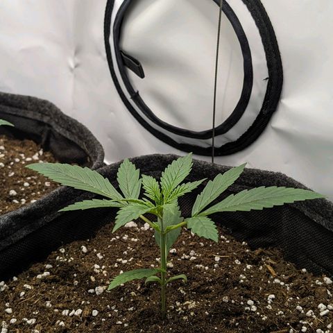 Gelato #1 growlog timeline photo