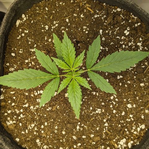 Gelato #1 growlog timeline photo