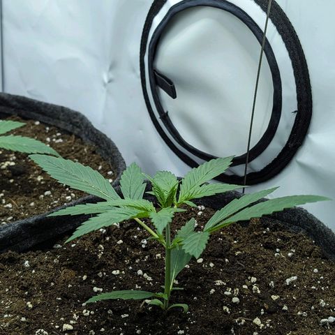 Gelato #1 growlog timeline photo