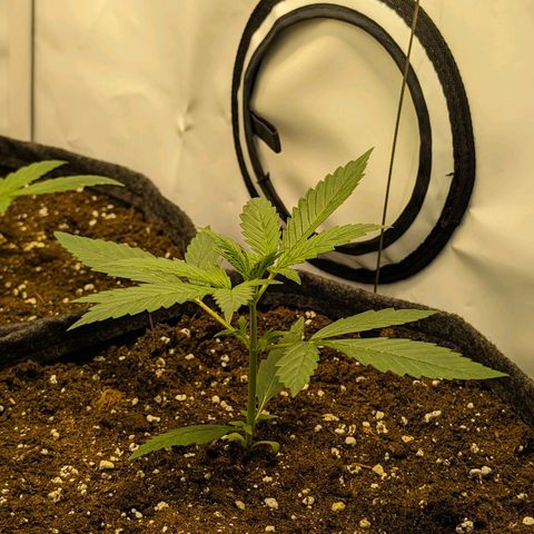 Gelato #1 growlog timeline photo