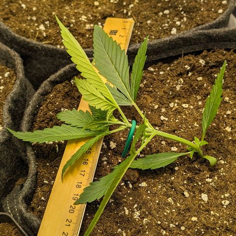 Gelato #1 growlog timeline photo