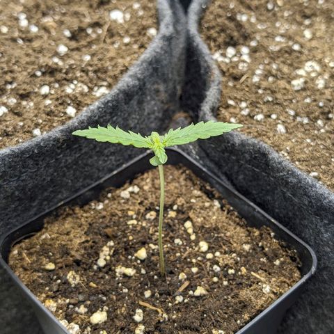 Gelato #3 growlog timeline photo