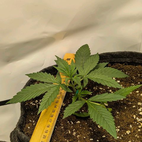 Gelato #1 growlog timeline photo