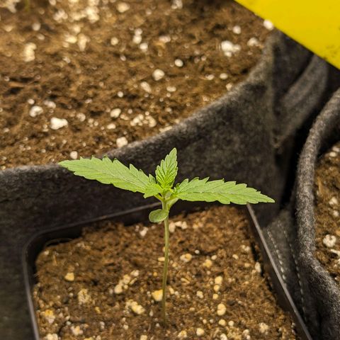 Gelato #3 growlog timeline photo
