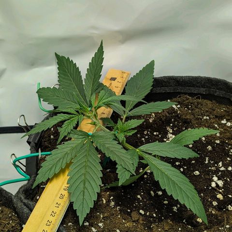 Gelato #1 growlog timeline photo