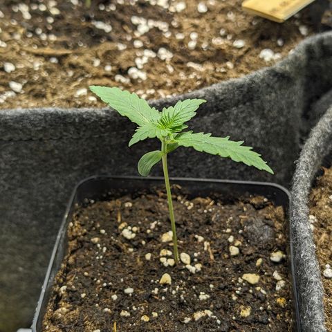 Gelato #3 growlog timeline photo