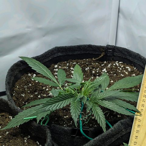 Gelato #1 growlog timeline photo