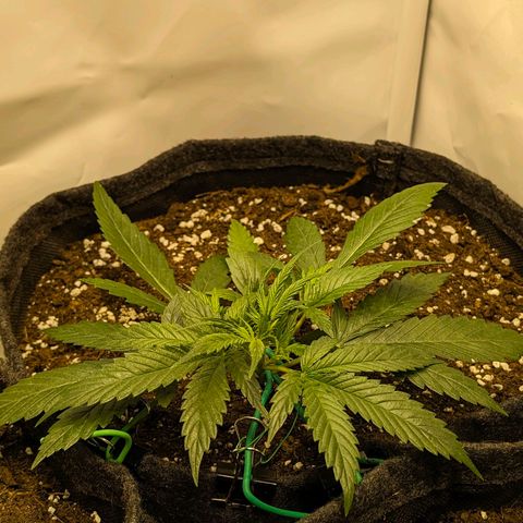 Gelato #1 growlog timeline photo