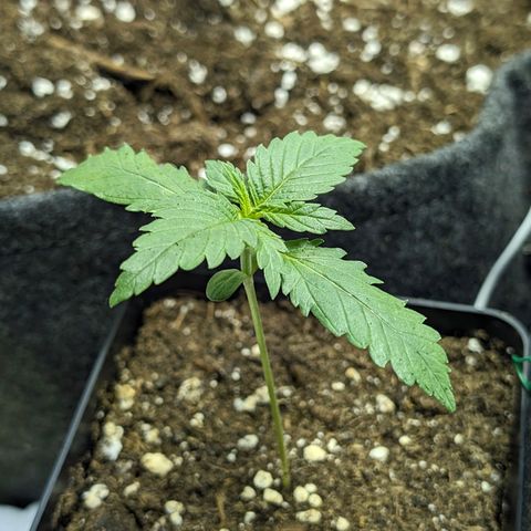 Gelato #3 growlog timeline photo