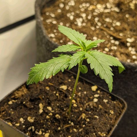 Gelato #3 growlog timeline photo
