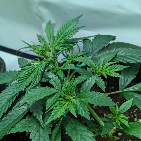 Gelato #1 growlog timeline photo