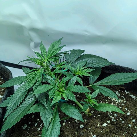 Gelato #1 growlog timeline photo