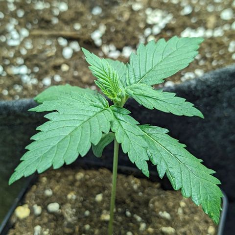 Gelato #3 growlog timeline photo