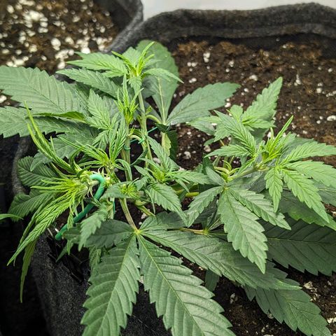 Gelato #1 growlog timeline photo
