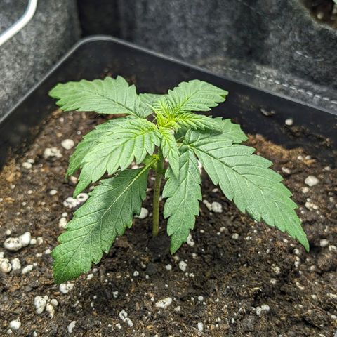 Gelato #3 growlog timeline photo