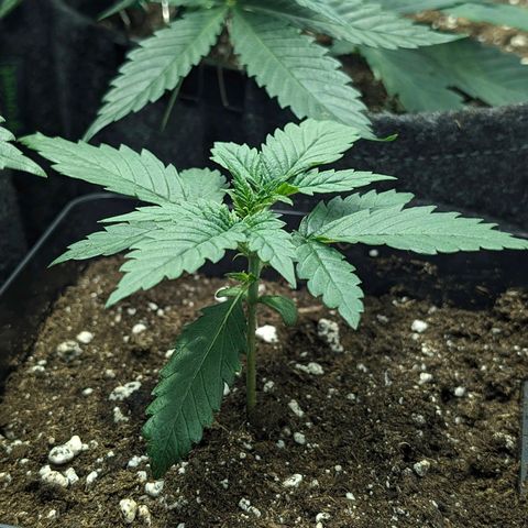 Gelato #3 growlog timeline photo