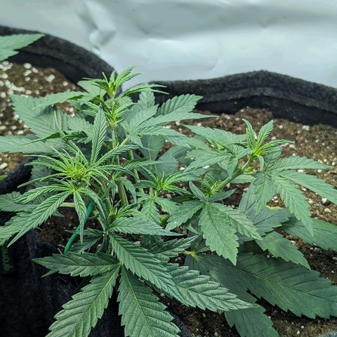 Gelato #1 growlog timeline photo