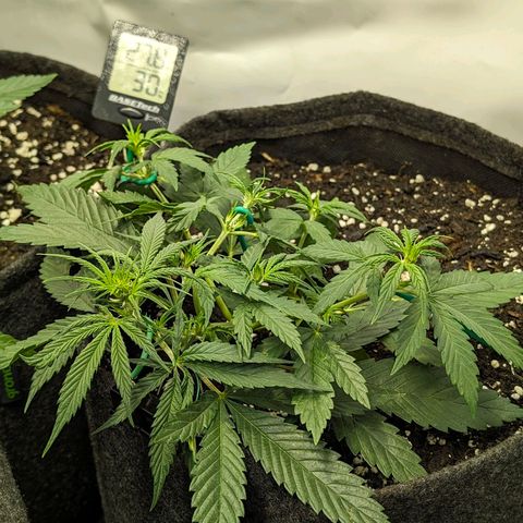 Gelato #1 growlog timeline photo