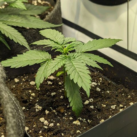 Gelato #3 growlog timeline photo