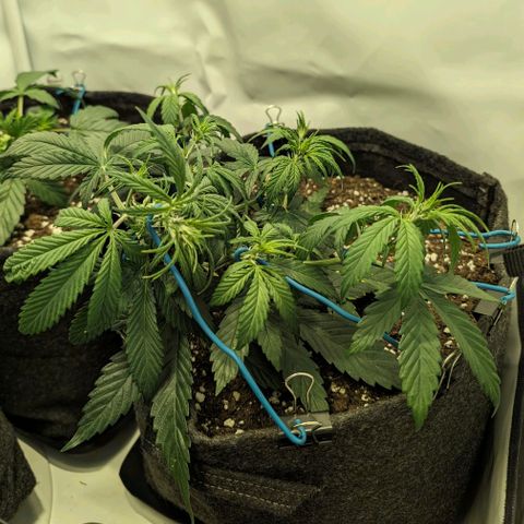 Gelato #1 growlog timeline photo