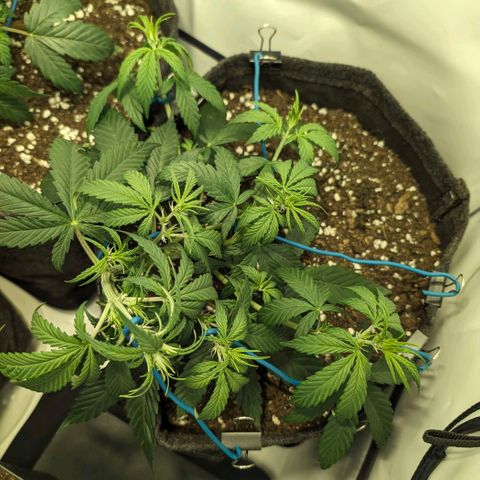 Gelato #1 growlog timeline photo