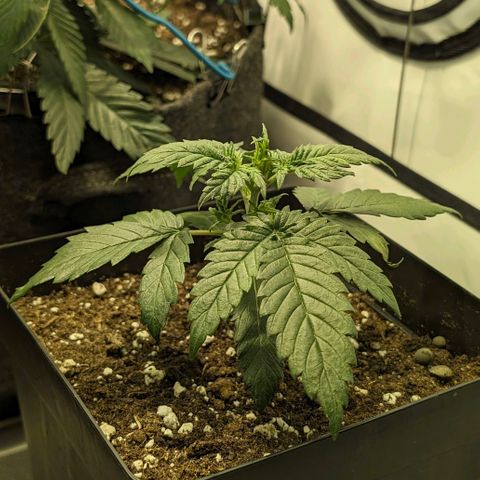 Gelato #3 growlog timeline photo