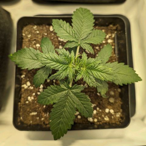Gelato #3 growlog timeline photo