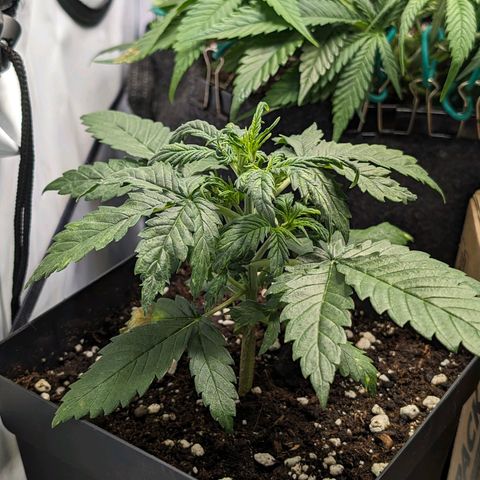 Gelato #3 growlog timeline photo