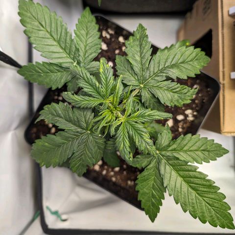 Gelato #3 growlog timeline photo