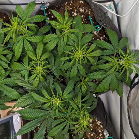 Gelato #1 growlog timeline photo