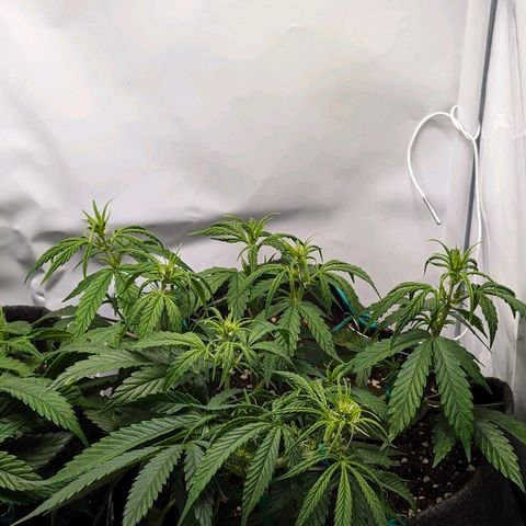 Gelato #1 growlog timeline photo
